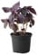 Basilikum Samen Pflanze KräUter Holy Basil KräUtersamen KüChenkräUter Thai Basilikum WildkräUter Samen Bonsai Bio Saatgut GartenkräUter Stauden Winterhart MehrjäHrig Bodendecker 150 Basil Seeds