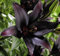 Mehrjährige asiatische Lilienblüte für wunderschöne schwarze Lilienblüten in Ihrem Garten (5 Zwiebeln)