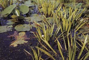 Mühlan - 7 Krebsscheren als Schwimmpflanzen für den Gartenteich/Teich, weiß blühend und winterharte Pflanzen