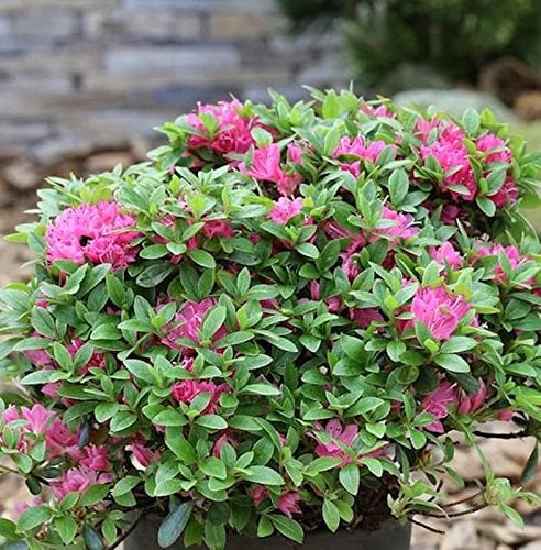 Japanische Azalee Diamant Rot 15-20cm - Rhododendron obtusum - Zwerg Alpenrose