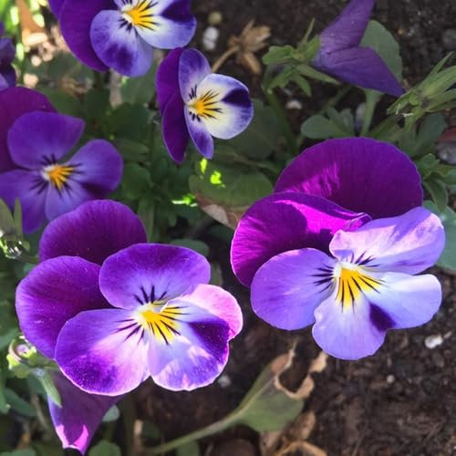 100 piezas Semillas de pensamiento silvestre, regalo de semillas de flores regalos de jardín para mujeres, viola tricolor, productos sostenibles prado de flores flores silvestres