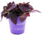 Exotenherz - Fiore trimestre – Tradescantia pallida – Pianta d'appartamento facile da pulire – foglia rossa – vaso da 12 cm – viola