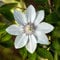 Clematis Großblütige Urszula Ledóchowska 1L - Pflanze für Anfänger und professionelle Gärtner - Ideal für Kleingarten, Garten - Schöne Pflanze mit ungewöhnlichen Blüten