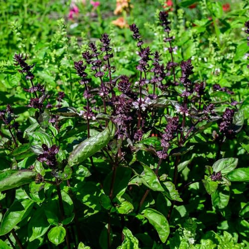 basilikumsamen gemüsesamen alte sorten zimmerbonsai bonsai kräuterbeet balkonpflanzen wildkräuter gemüsepflanzen gartenkräuter kräutergarten küche kräuterpflanzen winterharte 900samen