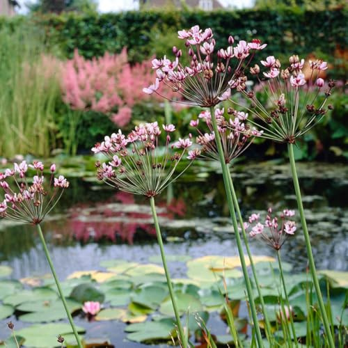 Bloomique - 3er-Set - Butomus Umballatus - Schwanenblume - Teichpflanzen Winterhart - Wasserpflanzen - Zone 2-3 - Höhe 10-20 cm - Topf 9 cm