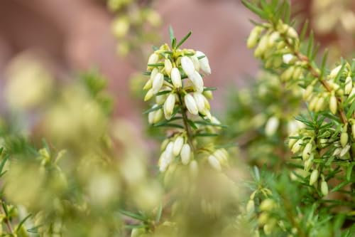 Erica carnea 'Steffi' ca. 11x11 cm Topf - Winterheide, rosa Blüten, Blütezeit Januar-April, ideal für Steingärten, winterhart, bienenfreundlich