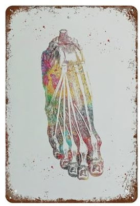 Musculoskeletal System of The Human Feet Anatomy Orthopädische Kunst Beinknochen Poster,Retro Kunst Blechschild Lustige Dekorationen für Zuhause Bar Pub Cafe Bauernhof,15 x 30 cm （6 x12 Zoll）-292