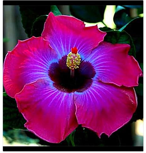 Hibiskuszwiebeln,Topfpflanzen,Hibiskus,GroßE Und Bunte Blumen,Hibiskus Pflanze Winterhart-1Rhizome-E