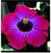 Hibiskuszwiebeln,Topfpflanzen,Hibiskus,GroßE Und Bunte Blumen,Hibiskus Pflanze Winterhart-1Rhizome-E