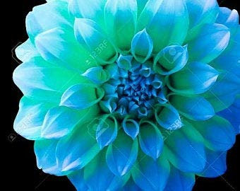 Hues Blues Dahlia, Dahlia Flower 50 Seeds, Annual, Idahoseeds Seed Pack: Only seeds