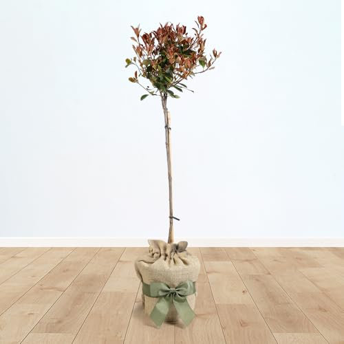 YouGarden Photinia 'Little Red Robin' Standard Tree in 3L Pot, 70-80cm Tall, Gift Wrapped Plant in Brown Hessian Bag with Green Ribbon Bow