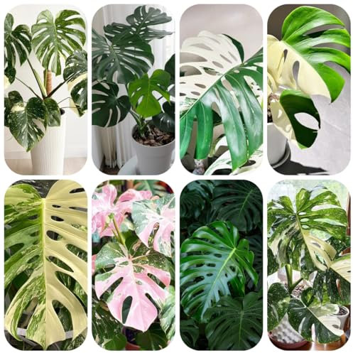 pianta di monstera - semi piante decorative piante in vaso - rare - semi di bonsai monstera deliziosa da appartamento da balcone pianta in vaso giardino per gli amanti del 250pcs
