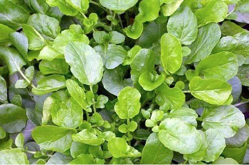 Cress - Land cress Seeds