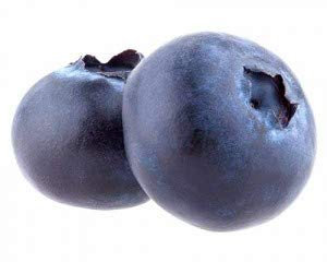 Vaccinium corymbosum Pioneer - ca. 30 cm - Kulturheidelbeere, Hochbuschige Heidelbeere