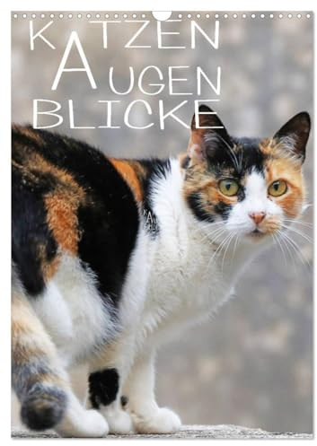 KATZEN AUGEN BLICKE (Wandkalender 2026 DIN A3 hoch), CALVENDO Monatskalender: Einfach wunderbare Tiere, diese kleinen Tiger (CALVENDO Tiere)