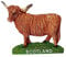 Thomas Benacci Highland Cattle Fridge Magnet - Scottish Longhorn Cow / Scotland Souvenir / for Visitors and Hosts of Edinburgh, Stirling, Fort William, The Hebrides