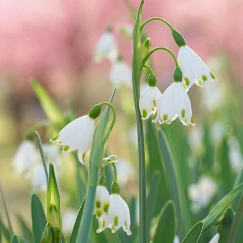20 Pcs Märzenbecher Zwiebeln Winterhart Mehrjährig - Leucojum Vernum - Geschenke Für Gartenfreunde, Wildflower Summer Märzenbecher Pflanze Knollen, Blumen Zwiebeln, Minigarten Bodendecker