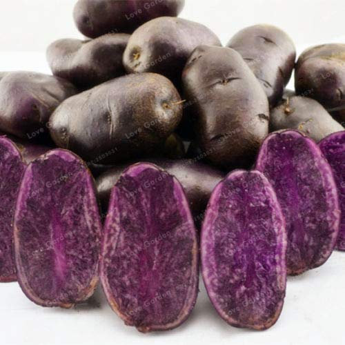 Portal Cool 100Pcs viola semi di patata dolce nutrizione delizioso Vendemmia Verde pianta prodotti