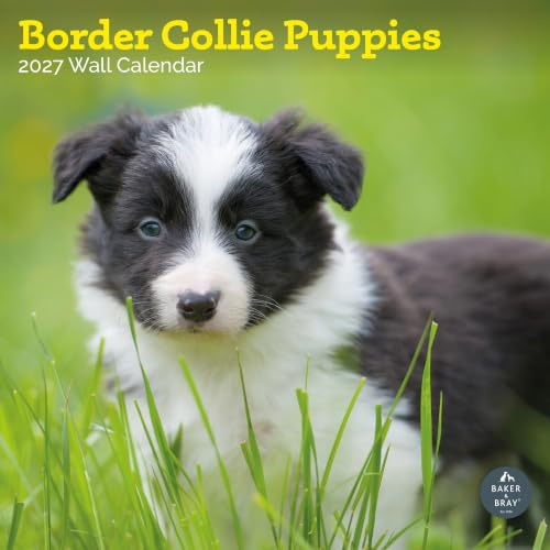 Border Collie Puppies Kalender 2024 | quadratischer Wandkalender | 16 Monate | Baker and Bray
