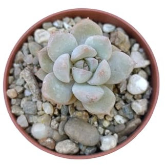 Echeveria clara pianta grassa rara succulenta da collezione