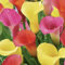 Bloomique – 3er-Mix – Calla – Calla-Lilien – Farbmischung – Blumenzwiebeln – Sommerblüher – Gartenpflanzen – wird bis zu 35–55 cm groß