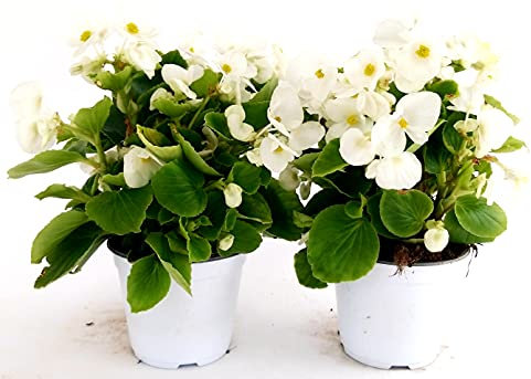 POWERS TO FLOWERS - BEGONIA BIG FOGLIA VERDE A FIORE BIANCO, 2 PIANTE VASO 14 CM, BEGONIA DRAGON, piante vere