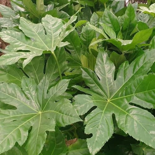 Plant Theory 60cm - 80cm Japanese Aralia Fatsia Japonica Shrub Plant 7.5L Pot