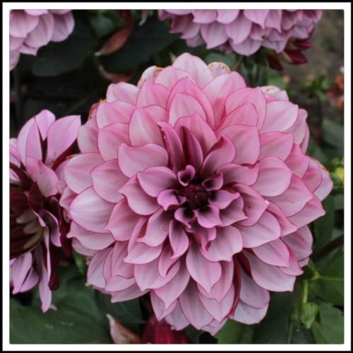 Dahlien zwiebeln,winterharte pflanzen,atemberaubende zierpflanzen für Gärten und Töpfe,dahlien künstlich,Frühlingsblüher,dahlien knollen,dahlienknollen kaufen,Umwelt verschönern.-10 zwiebeln-E