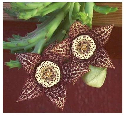 Stk - 5x Orbea variegata Ascleps Sukkulent Garten Pflanzen - Samen B1852 - Seeds & Plants Shop by Ipsa
