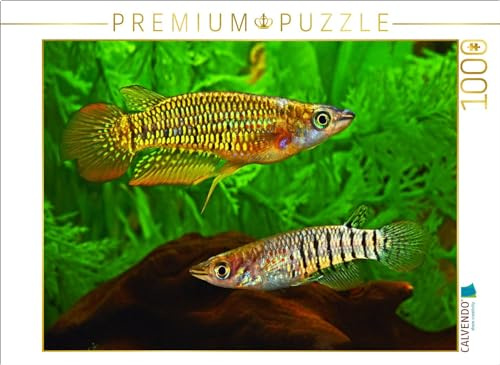 CALVENDO Puzzle Aplocheilus lineatus, Indien | 1000 Teile Lege-Größe 64 x 48 cm Foto-Puzzle für glückliche Stunden