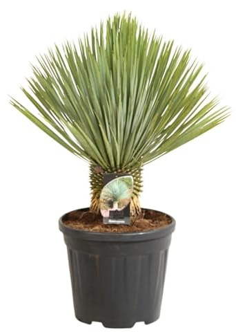 Yucca Rostrata 50 cm Pot 20l - Plante En Pot - Floraison Été - Hauteur 50 Cm - Exposition Soleil Sol