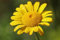 Färberkamille (Anthemis tinctoria) Samen. Färberpflanze, essbar (1000 Samen = 0,4g)