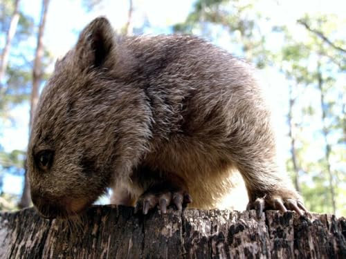 Puzzle 1000 Teile Cool WOMBAT Glänzendes Poster Bild Foto Beuteltier Australien Tasmanien Tiere Familie Spaß Puzzle Puzzles 1000 Teile für Erwachsene Geschenke Herausfordernde Puzzle-Spiele