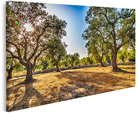 islandburner Bild auf Leinwand Hain Olivenbäume In Salento Apulien Italien Bilder Wandbilder Poster