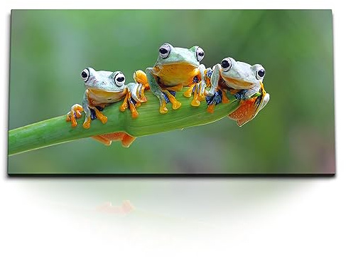 Paul Sinus Kunstdruck Bilder 120x60cm Drei kleine Frösche Tierfotografie Tropisch Exotisch