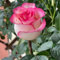 Rosen pflanzen winterhart - Strauchrosen - Duftrosen, Hybridrosen Winterharte Stauden Geeignet für die Bepflanzung im Innen- und Außenbereich-1Pflanze-C