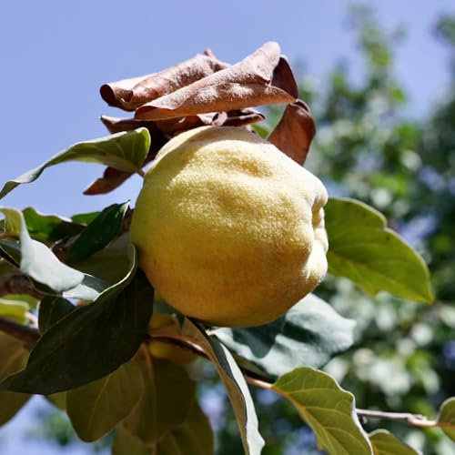 80 piezas Semillas resistentes del membrillo, frutas exóticas, balcón con cama elevada Comprar Membrillo - Cydonia oblonga, regalo de jardín, plantas de interior fruta columnar, regalos