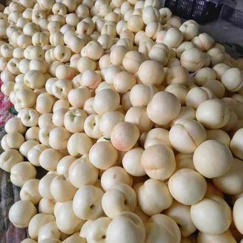 Semillas resistentes del árbol de nectarina, invernaderos de balcón comprar árboles frutales semillas raras plantas exóticas frutas plantas frutales bonsái resistentes para el jardín 5pcs