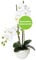 CREATIV green stilvolle Phalaenopsis Kunstorchidee 50cm in weiß I künstliche Orchideen wie echt mit Keramikschale in 14,5x8,5cm & naturgetreuen Blüten I Real Touch täuschend echte Kunstblumen
