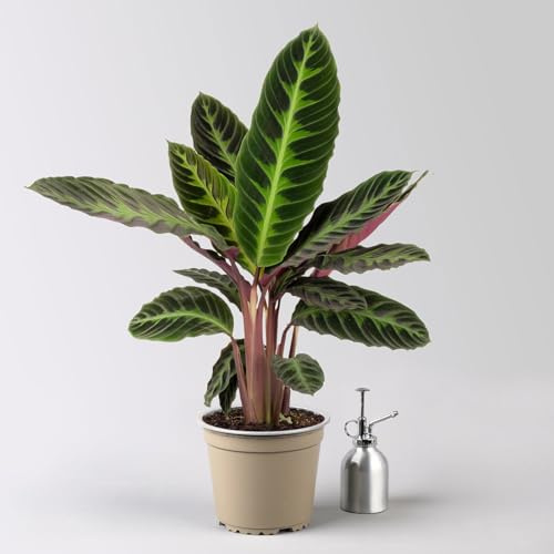 Korbmarante, Goeppertia warscewiczii syn. Calathea, Topf-Ø 19 cm. Höhe ca. 70 cm
