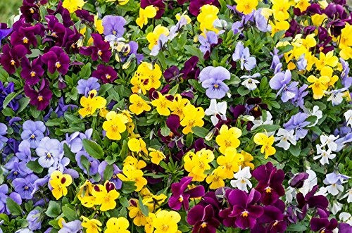 10 Piantine di viola cornuta su vaso cm 9 mix colore