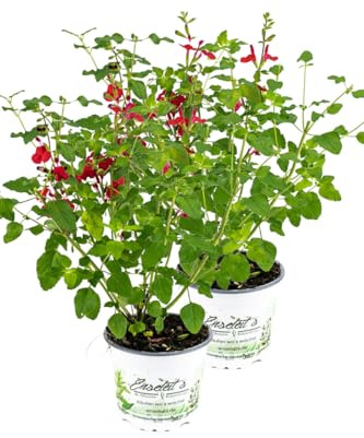 2er Set Johannisbeer-Salbei, Salvia microphylla, Kräuter Pflanze