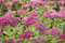 Sedum telephium 'Herbstfreude' ca. 9x9 cm Topf - Fetthenne, rosa Blüten, Blütezeit August-Oktober, ideal für Steingärten, trockenheitsresistent, pflegeleicht