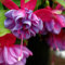 Haloppe 100 Pz Fucsia Hybrida Fiori Piante Semi per Piantare Giardino Domestico, Fucsia Hybrida Semi Semi di Fiori per Balcone 100 pezzi