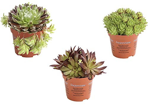 3 x Garden Sempervivum Real Plants Set of 3 Hardy in 9cm Pot - Succulent Plants Hen and Chicks