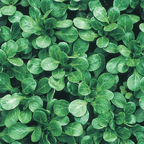 Buy4seeds 1000 Seeds Corn Salad Lambs Lettuce Easy to Growing (1000 Seeds)