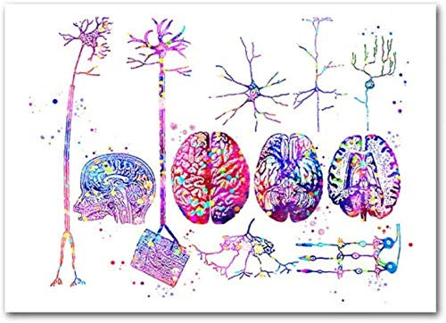 YTYTOO Kunstposter Wandposter Poster,Gehirn Anatomie Neuronen Poster Nervensystem Kunst Malerei Neuronentypen Druck Histologie Bild Neurochirurg Medizinisches Geschenk Dekor-50X70Cm Kein Rahmen