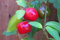 25 Semillas verde Manzano Guindilla, Capsicum pubescens Chile Rocoto Locoto árbol