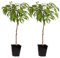 Plant in a Box - Prunus Persica 'Saturne' - Set di 2 - Pesco - Albero da frutto - Albero a crescita rapida - Pianta in vaso - Pianta da giardino - Vaso 15 cm - Altezza 60-70cm