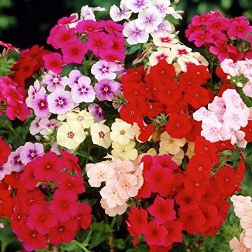 PHLOX DRUMMONDI NANO MISCUGLIO NR.50 SEMI